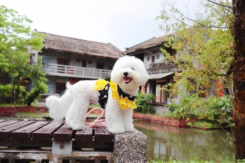 圖/@bibichi.bichon 圖/@bibichi.bichon