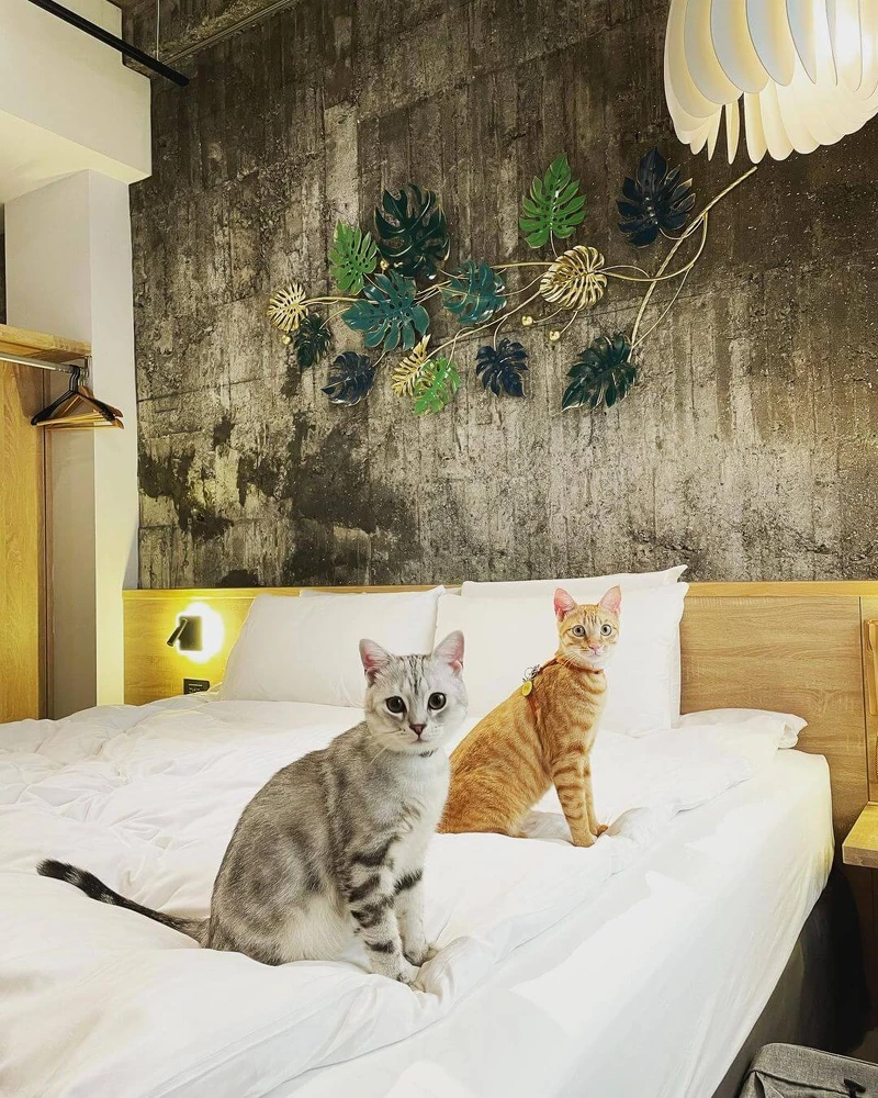 圖/@wifi_roll 圖/@wifi_roll