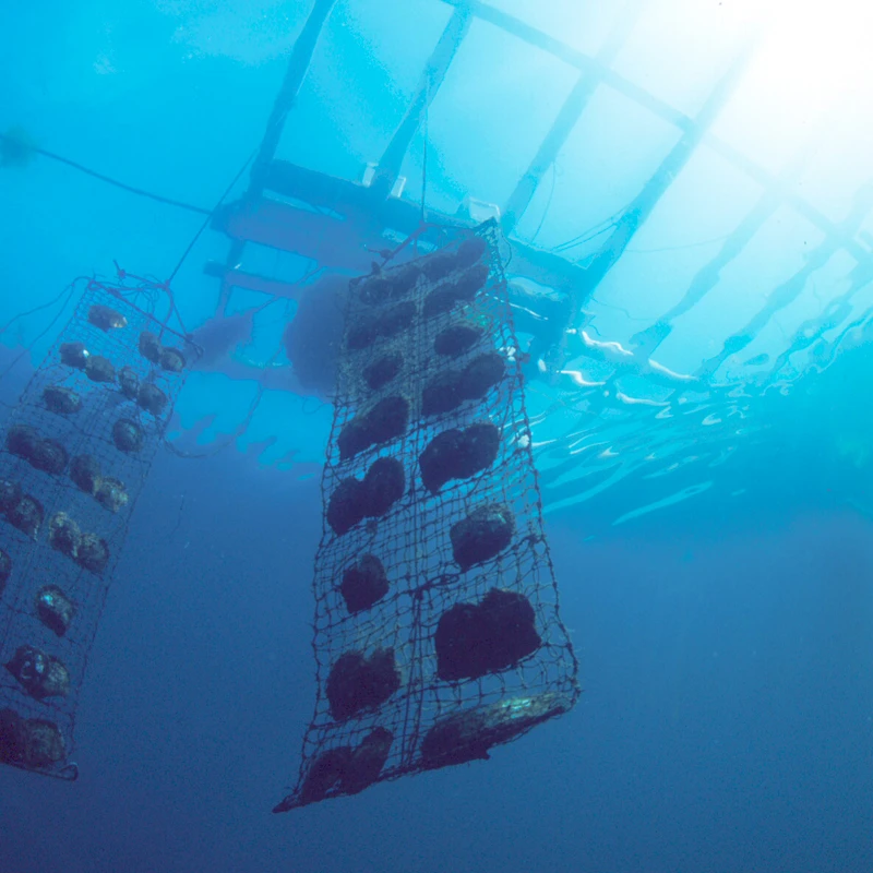 海洋永續是 MIKIMOTO 重要課題