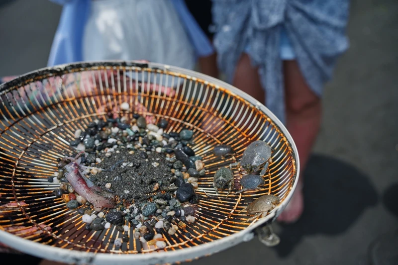 海邊採集。 海邊採集。