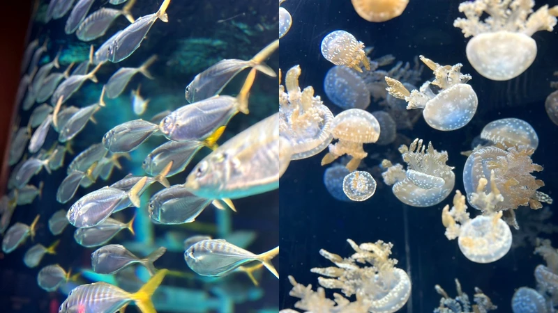 S.E.A.海洋館 S.E.A. Aquarium S.E.A.海洋館 S.E.A. Aquarium