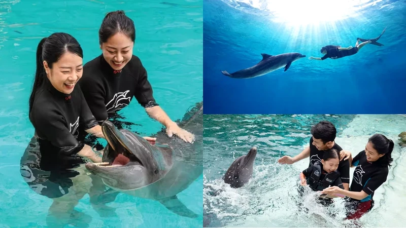 海豚園 Dolphin Island 海豚園 Dolphin Island