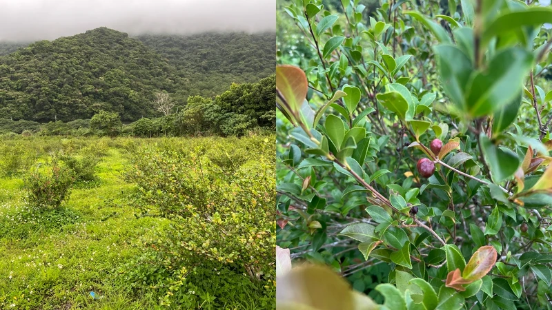 茶籽堂在宜蘭南澳朝陽社區的契作苦茶樹農地。 茶籽堂在宜蘭南澳朝陽社區的契作苦茶樹農地。
