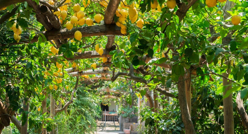 酒店園區有安靜的檸檬樹林。 酒店園區有安靜的檸檬樹林。