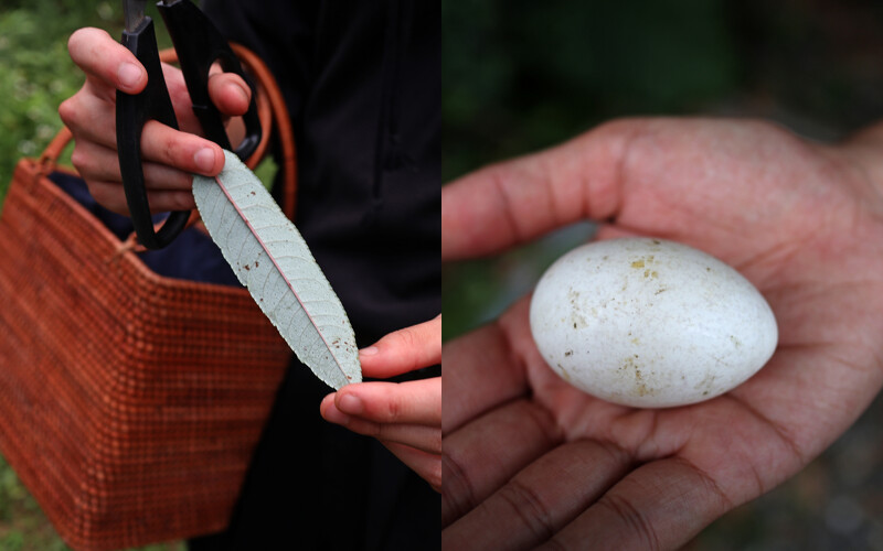 多種田園體驗行程。 多種田園體驗行程。
