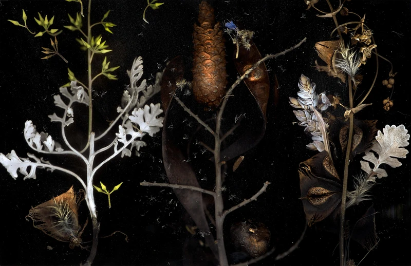 章光和《巫草七味》,2016;數位輸出。 章光和《巫草七味》,2016;數位輸出。