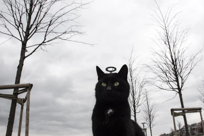 Serkan Tekin - Black Angel