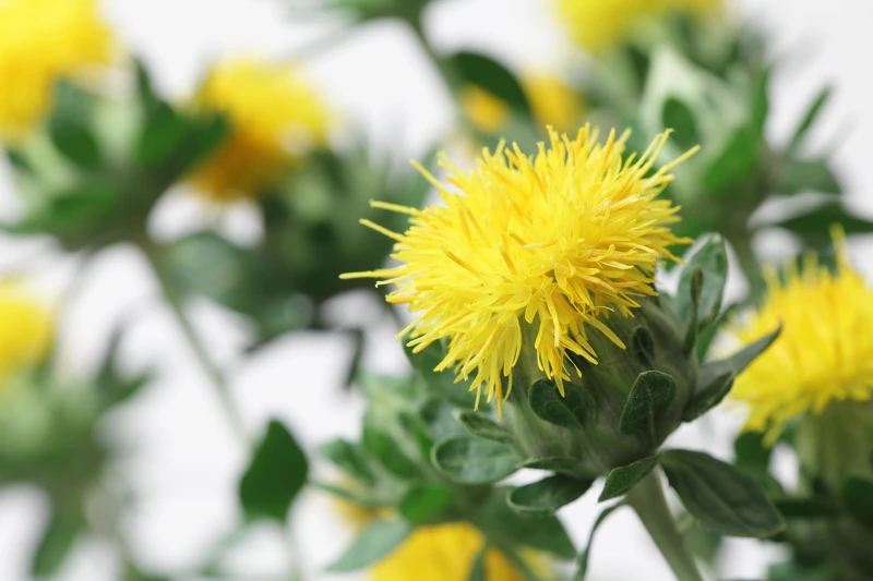全新抗老關鍵 —「金黃賦活雙花精萃」紅花精萃 全新抗老關鍵 —「金黃賦活雙花精萃」紅花精萃