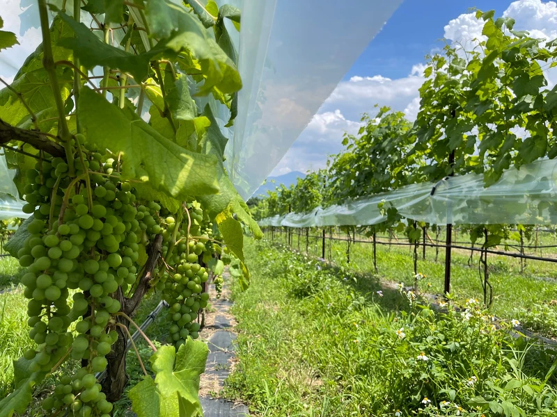 威石東是台灣少數的在地酒莊。 威石東是台灣少數的在地酒莊。