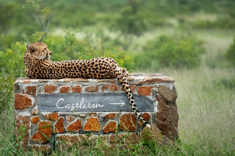 Singita Castleton, Sabi Sand