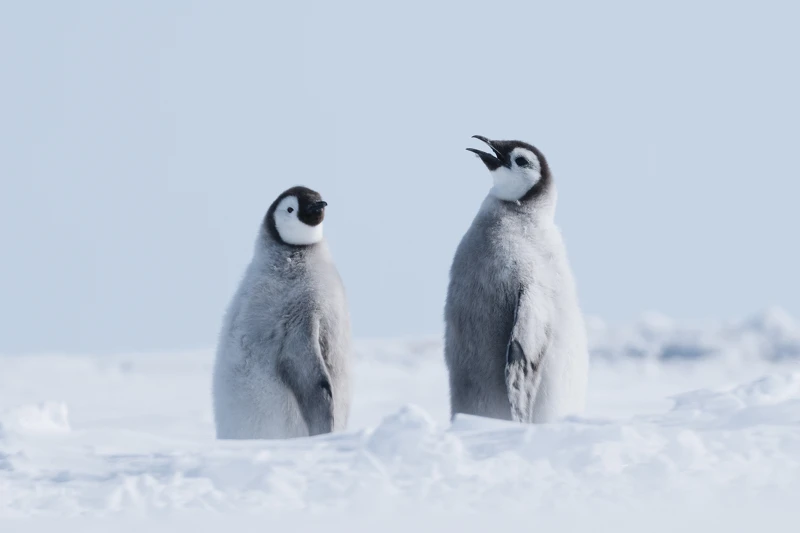 White Desert, Ultimate Antarctica 