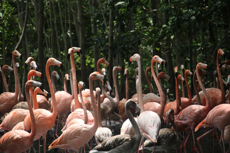 Colombia flamingos