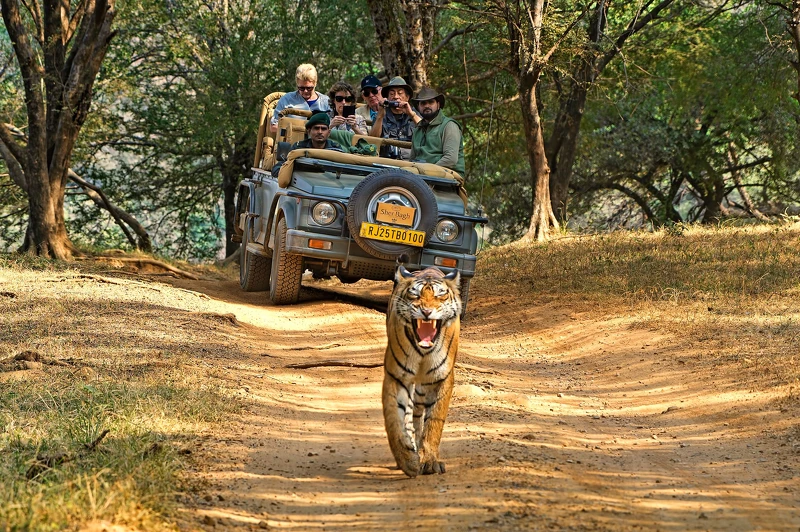 India game drive 4