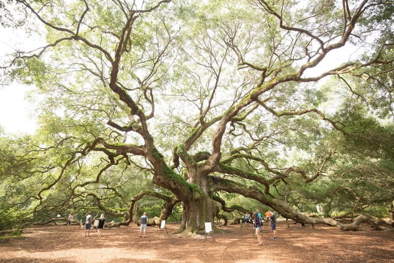 查爾斯頓最迷人之處在於大自然、花園景觀。
