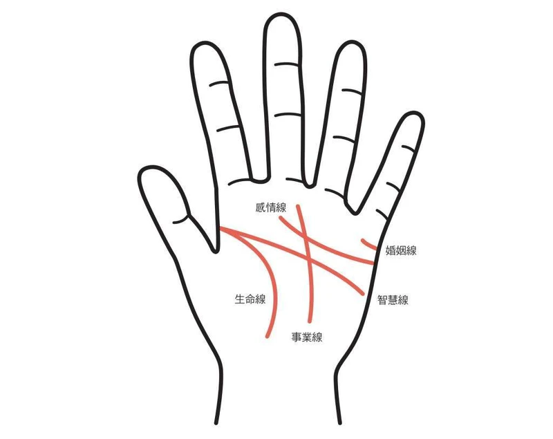 手相基本5條線 手相基本5條線