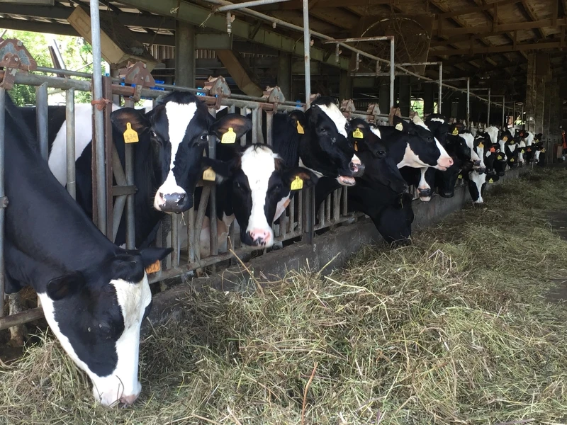 乳酪的乳源其實相當少。 乳酪的乳源其實相當少。