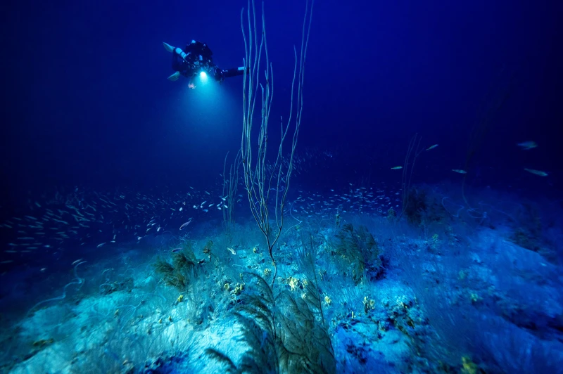 「極地之下」的「深海生物」計劃中，科研考察團隊需潛入30至200米深的中光層或暮光區（twilight zone）。這亦是陽光在水底所能抵達的最深之處。在此，團隊收集沉積物，計算魚類數量，並拍攝照片及影片。© Under The Pole／Franck Gazzola