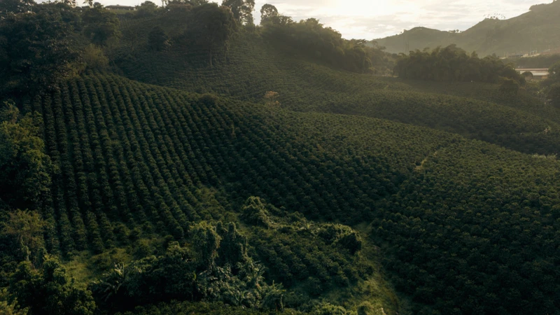 Nespresso攜手雨林聯盟(Rainforest Alliance)實施AAA永續品質計畫，致力採用永續方式生產咖啡。