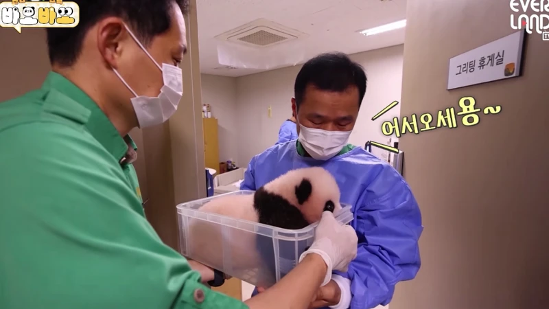 宋爺爺把小孫女遞給姜爺爺。