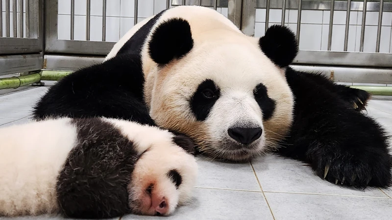 愛寶辛苦育兒。