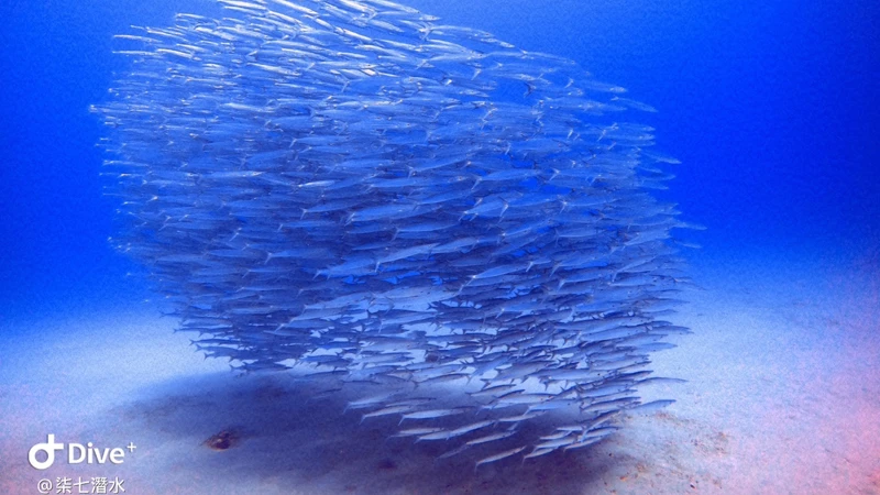 @chichidiveinn @chichidiveinn