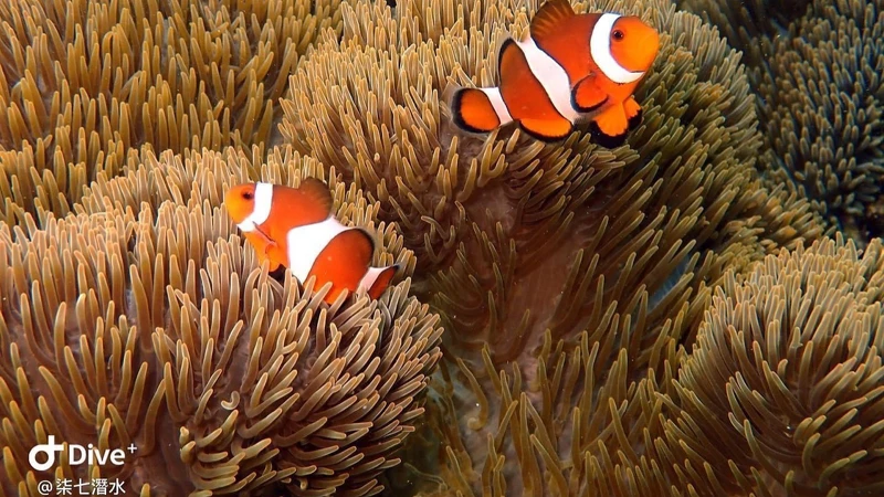 @chichidiveinn @chichidiveinn