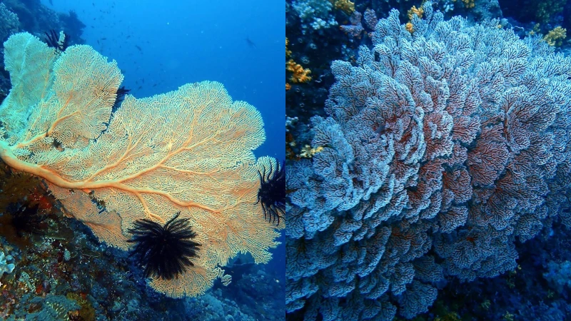 @chichidiveinn @chichidiveinn