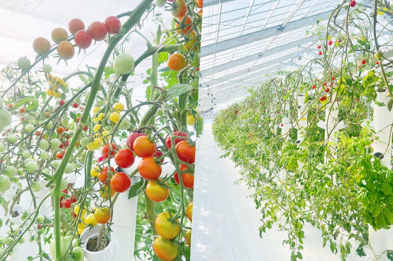 溫室果園。 溫室果園。