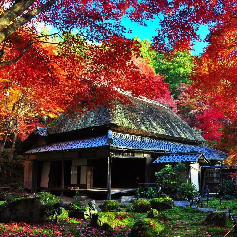 知名的教林坊庭園,是最佳賞楓景點。 知名的教林坊庭園,是最佳賞楓景點。