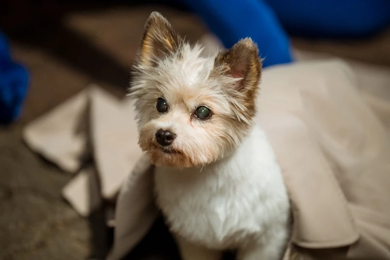 海娜亂吻之後,首次變身可愛狗狗 海娜亂吻之後,首次變身可愛狗狗