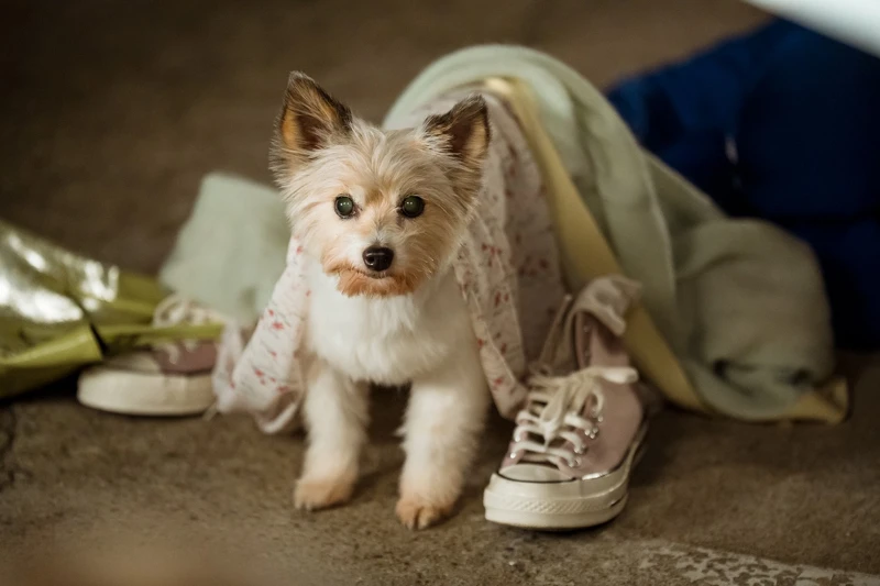 狗明星搭配電腦動畫，韓劇CG動畫愈來愈強