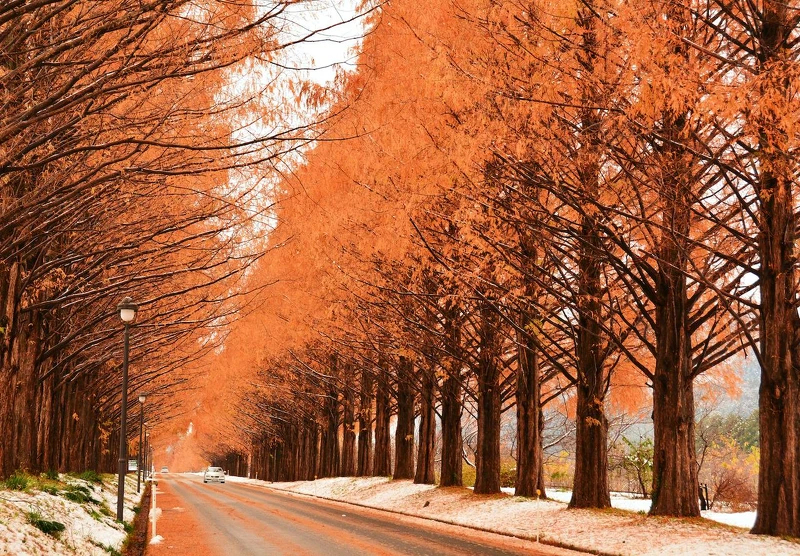 水衫林蔭大道。 水衫林蔭大道。