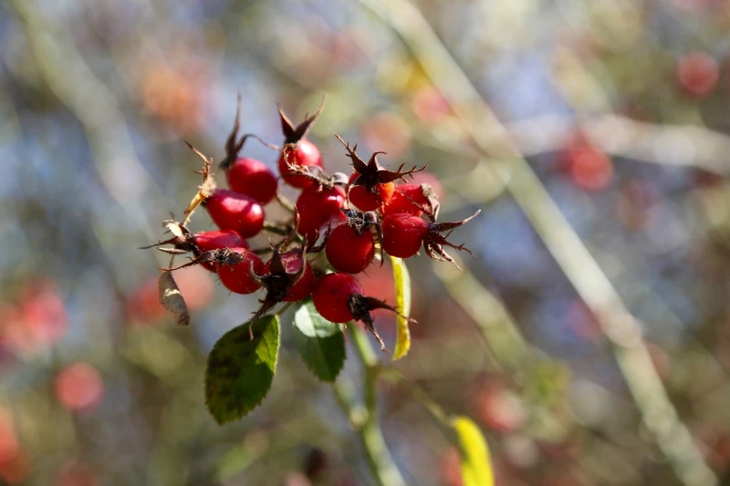 紐西蘭Trilogy採用來自有「天空王國」美譽賴索托所產出的優質野生有機玫瑰果。 紐西蘭Trilogy採用來自有「天空王國」美譽賴索托所產出的優質野生有機玫瑰果。