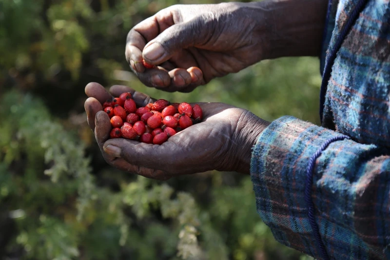 Trilogy以人工採摘、揀選的方式保留完整玫瑰果粒。 Trilogy以人工採摘、揀選的方式保留完整玫瑰果粒。