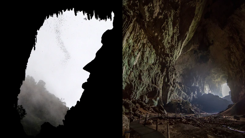 百萬蝙蝠飛出洞穴。