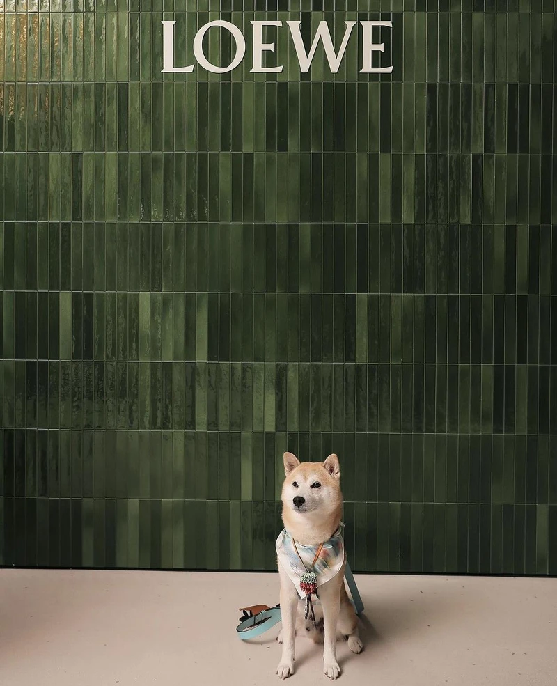 北野武與他的寵物Gonzo。 北野武與他的寵物Gonzo。