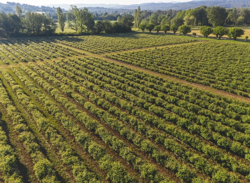 MATIERE PREMIERE在法國格拉斯經營一座通過Ecocert認證的有機植物莊園(圖片提供10X)。