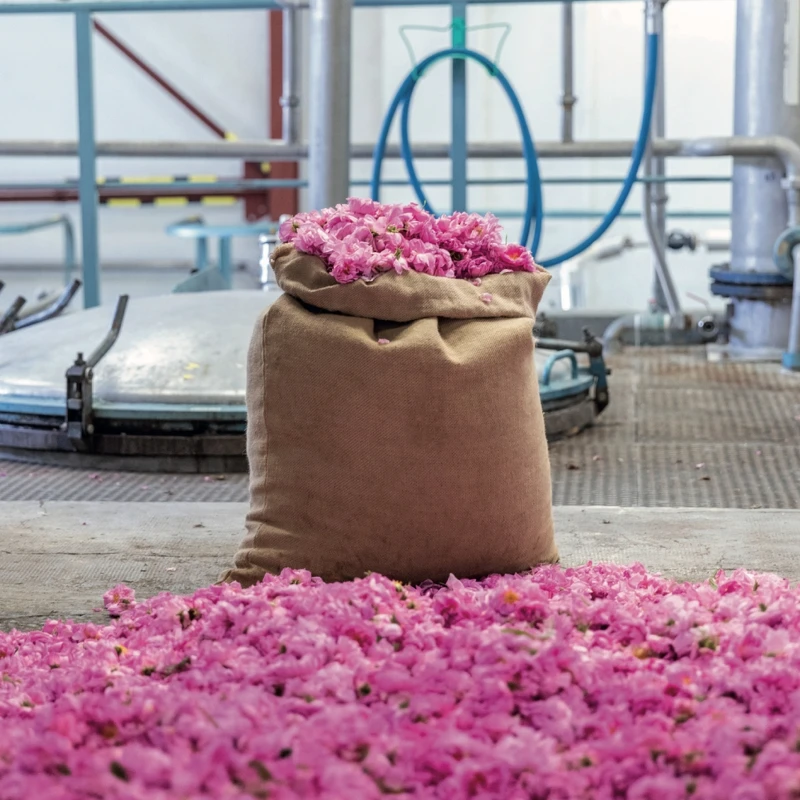 MATIERE PREMIERE Radical Rose百葉薔薇淡香精的核心成份摘採自調香師親自種植的有機莊園(圖片提供10X)。