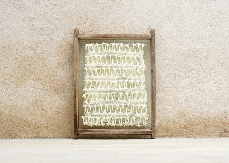 French Flower莊園晚香玉淡香精使用「脂吸法」，以植物蠟捕捉晚香玉花朵的香氣(圖片提供10X)。