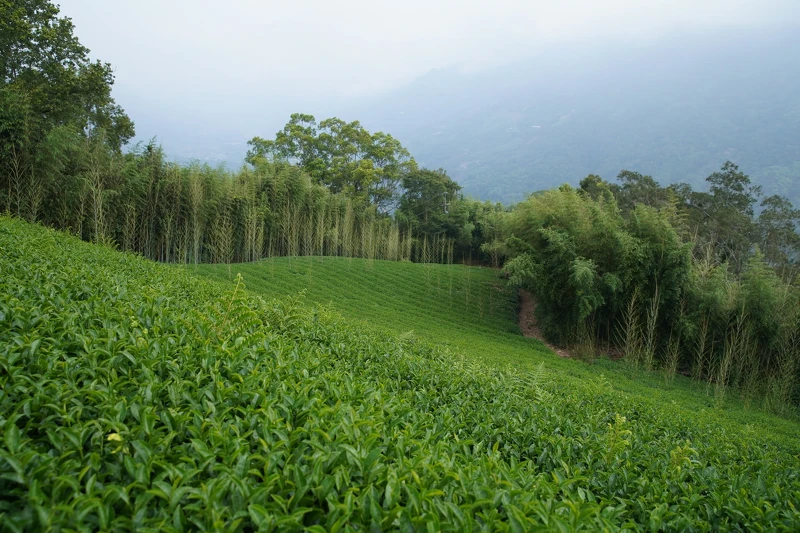 茶職人藍大誠出身傳統茶家庭同時具備侍酒專業。 茶職人藍大誠出身傳統茶家庭同時具備侍酒專業。
