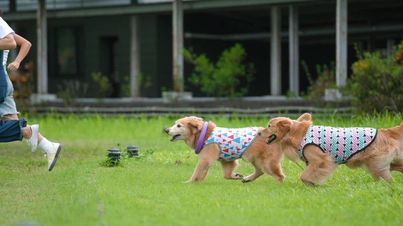 二子・泉旅酸鹼值為6.96,毛小孩也可安心享受。 二子・泉旅酸鹼值為6.96,毛小孩也可安心享受。