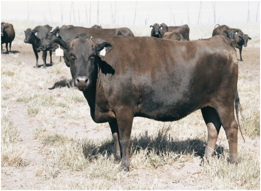 「和州牛」。 「和州牛」。