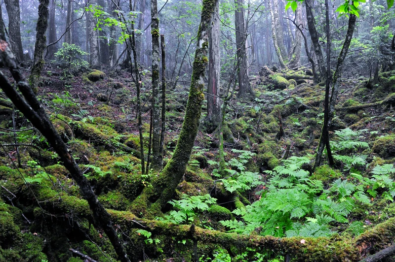 日本青木原樹海 日本青木原樹海