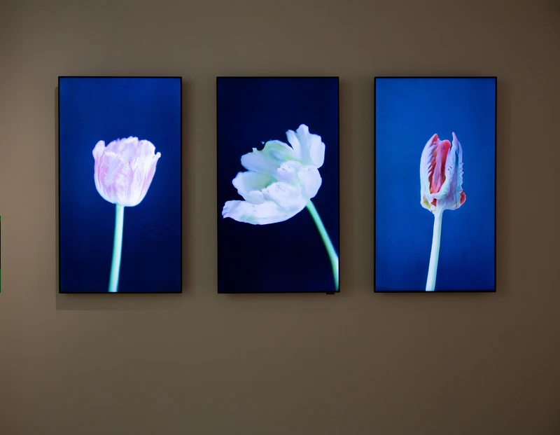 安娜．里德勒 Anna Ridler《花葉病毒》 Mosaic Virus。圖片／藝術家提供