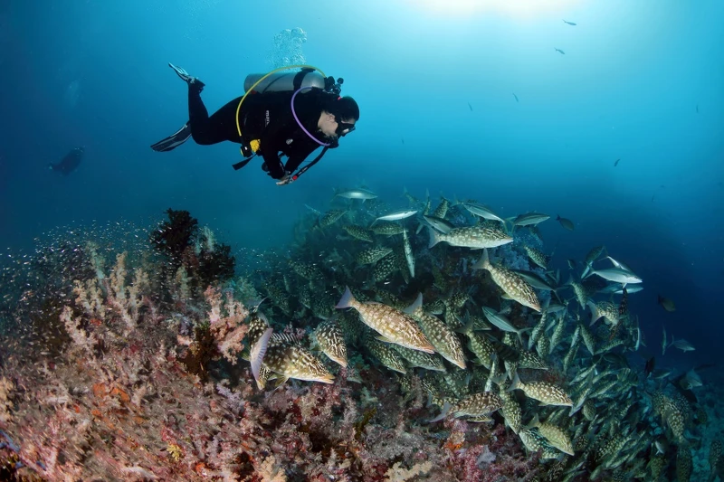 蘇林島(泰國光觀局提供) 蘇林島(泰國光觀局提供)