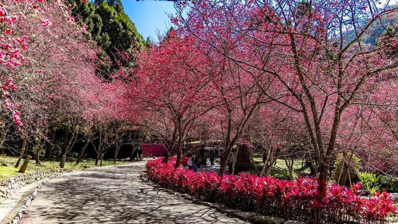 九族文化村 2024櫻花祭 九族文化村 2024櫻花祭