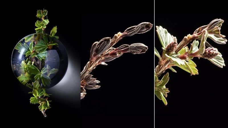 重生密蘿蘭滴水重生 圖片出處：Armani Beauty