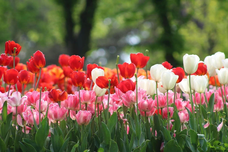 台北晶華酒店響應「2024士林官邸鬱金香展」，將於2月22日起至3月3日推出芳香滿溢的「鬱見晶華」住房專案