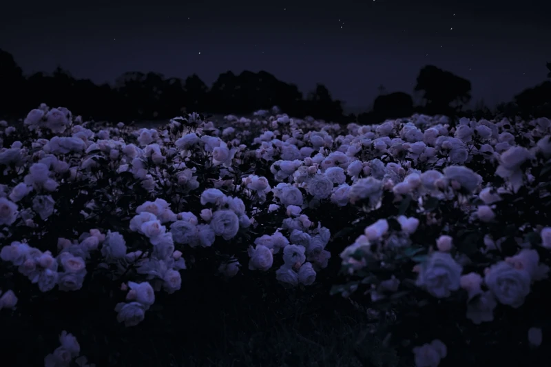 岡維拉玫瑰午夜情境照。