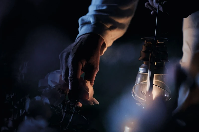 岡維拉玫瑰午夜情境照。